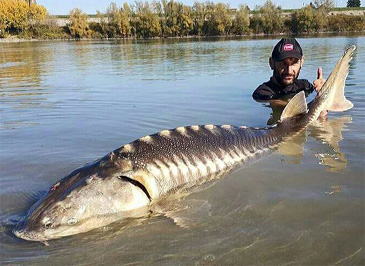 86_Yuri Grisendi_Adriatic Sturgeon_Acipenser naccarii.jpg